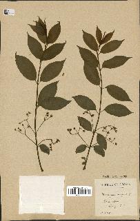 spécimen de Euonymus europaeus