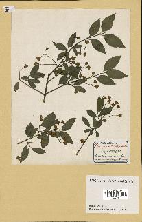 spécimen de Euonymus europaeus