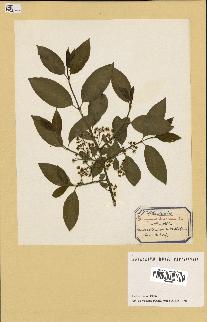 spécimen de Euonymus europaeus