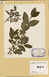 spécimen de Euonymus europaeus