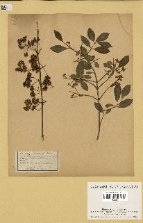 spécimen de Euonymus europaeus