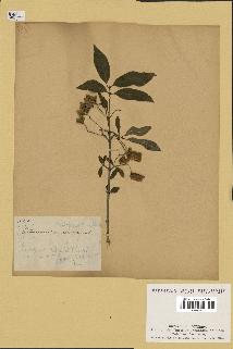 spécimen de Euonymus europaeus