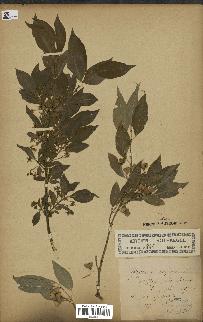 spécimen de Euonymus europaeus