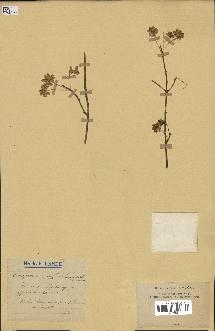 spécimen de Euonymus europaeus