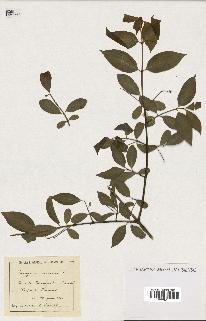 spécimen de Euonymus europaeus