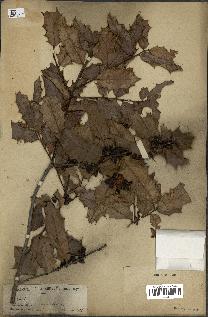 spécimen de Maytenus ilicifolia
