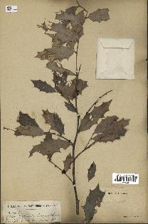 spécimen de Maytenus ilicifolia