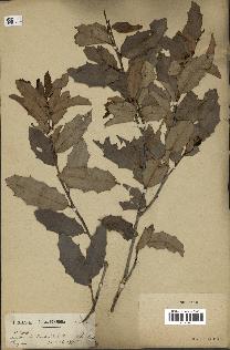 spécimen de Maytenus ilicifolia