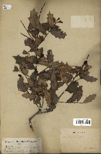 spécimen de Maytenus ilicifolia