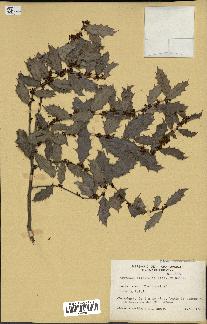 spécimen de Maytenus ilicifolia