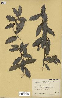 spécimen de Maytenus ilicifolia
