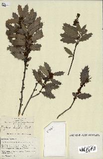 spécimen de Maytenus ilicifolia