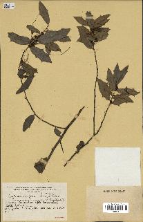 spécimen de Maytenus ilicifolia