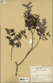 spécimen de Maytenus ilicifolia