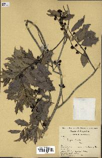 spécimen de Maytenus ilicifolia