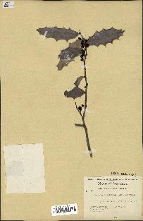spécimen de Maytenus ilicifolia