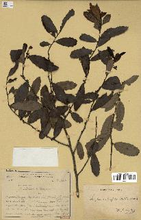 spécimen de Maytenus ilicifolia