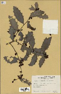 spécimen de Maytenus ilicifolia