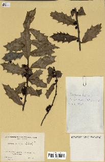 spécimen de Maytenus ilicifolia