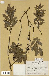 spécimen de Maytenus ilicifolia