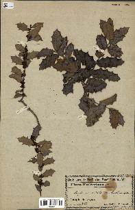 spécimen de Maytenus ilicifolia