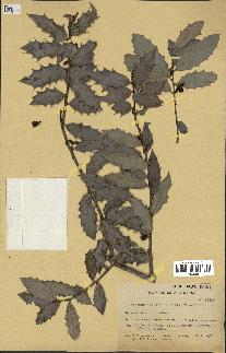 spécimen de Maytenus ilicifolia