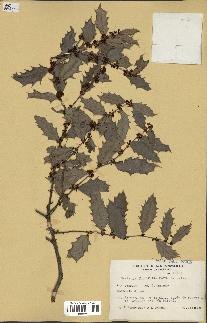 spécimen de Maytenus ilicifolia