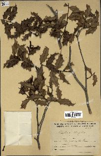 spécimen de Maytenus ilicifolia