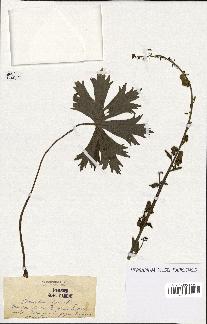 spécimen de Aconitum lycoctonum