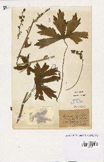 spécimen de Aconitum lycoctonum
