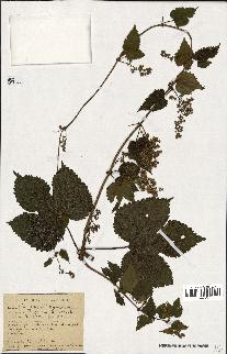 spécimen de Humulus lupulus