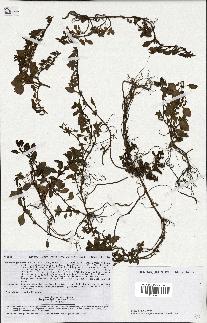 spécimen de Ludwigia palustris