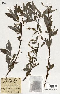 spécimen de Salix alba