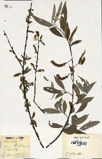 spécimen de Salix alba