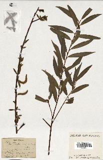 spécimen de Salix alba