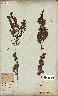 spécimen de Erythroxylum hypericifolium