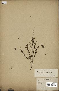 spécimen de Erythroxylum hypericifolium