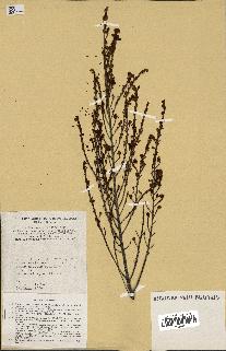 spécimen de Erythroxylum hypericifolium