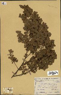 spécimen de Erythroxylum hypericifolium