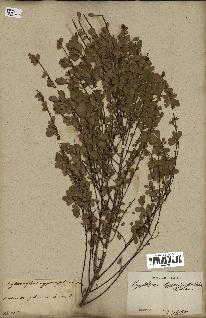 spécimen de Erythroxylum hypericifolium