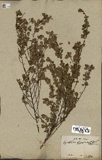 spécimen de Erythroxylum hypericifolium