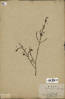 spécimen de Erythroxylum hypericifolium