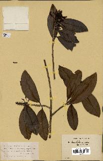 spécimen de Erythroxylum laurifolium