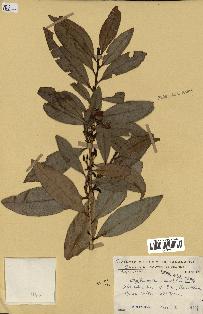 spécimen de Erythroxylum laurifolium