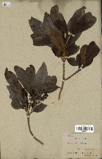 spécimen de Erythroxylum laurifolium