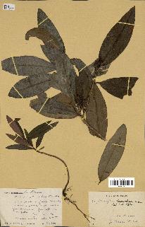 spécimen de Erythroxylum laurifolium