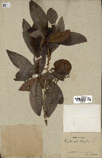 spécimen de Erythroxylum laurifolium