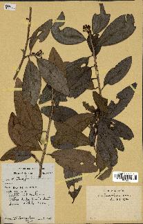 spécimen de Erythroxylum laurifolium