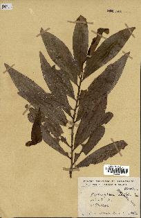 spécimen de Erythroxylum laurifolium