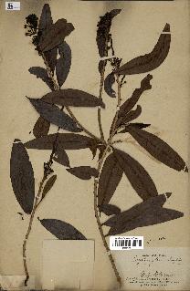 spécimen de Erythroxylum laurifolium